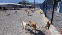 BELEDİYE MECLİSİ - Manisa'da Bakıma Muhtaç Hayvanlar Güvenli Ellerde