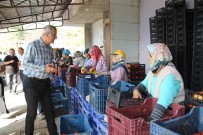 SARıLAR - Mezitli Belediyesi, Domates Üreticilerine Kucak Açtı