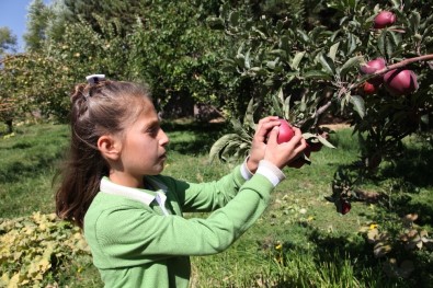 Öğrenciler Yetiştirdikleri Organik Elmaları Teneffüste Tüketiyor