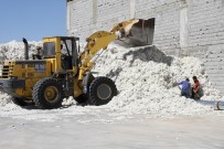 MıSıR - Pamuk Hasadı Başladı, Fiyatlar Beklentilerin Altında