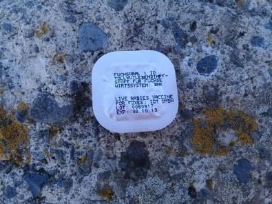 Tilkiler havadan aşılanıyor