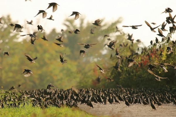 Hayvanlar depremi önceden hissedebilir mi? İşte bilimin yanıtı