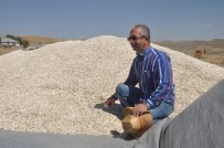 KIRAÇ - Bulanık'ta Ayçiçeği Hasadı