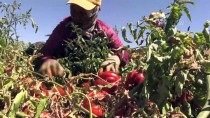 Çorak Araziye 'Can' Verdi Tonlarca Ürün Elde Etti