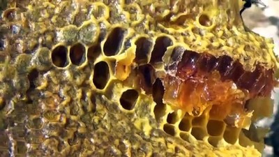 Dede Mirası Kara Kovanlarda Organik Bal Üretti