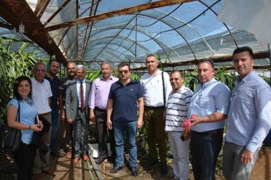 Ejder Meyvesini İncelemek İçin Aydın'dan Ortaca'ya Gittiler