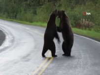ŞAHIT - Kanada'da İki Ayı Birbirine Girdi