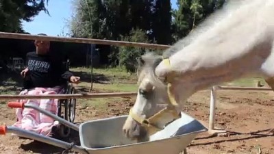 Kendisini Felçli Bırakan Atlardan Ayrılamıyor