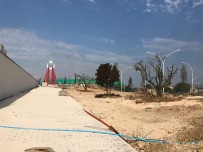 BADEMLI - (Özel) Bursa'da 22 Zeytin Ağacı İçin Seferberlik