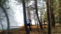 KOZALAK - Sarıçam Ormanlarında Örtü Yangını