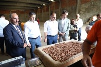 YAĞMURLU - TMO Fındık Alımlarını Tüm Hızıyla Sürdürüyor