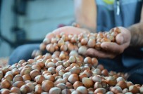 SERBEST PIYASA - Üreticilerin Verdiği Mücadele, Serbest Piyasada Fındık Fiyatlarını Yükseltiyor