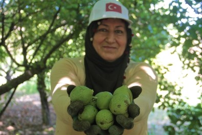 Elazığ'da 6 Bin Dekarda Zorlu Ceviz Hasadı Başladı