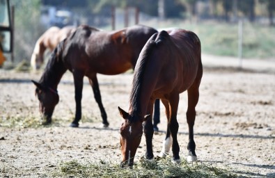 Faytonlar Kaldırılmıştı, O Atlar Artık İzmir Doğal Yaşam Parkında
