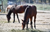 HAYVAN HAKLARı FEDERASYONU - Faytonlar Kaldırılmıştı, O Atlar Artık İzmir Doğal Yaşam Parkında