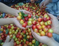 Kütahya Erik Üretimi Yüzde 11,4 Azaldı