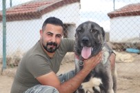 TAŞDELEN - Lüks Bir Otomobil Fiyatında, Değeri Dudak Uçuklatıyor