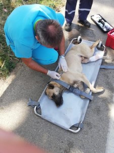 Uludağ'da Otomobil Çarpan Köpek Hayata Tutundu
