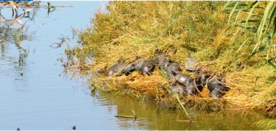 Ayvalık'ta Bakımsız Dere Kaplumbağaların Akınına Uğradı