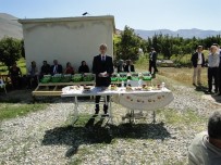 FEROMON - Doğanşehir'de Elma Hasat Günü Düzenlendi