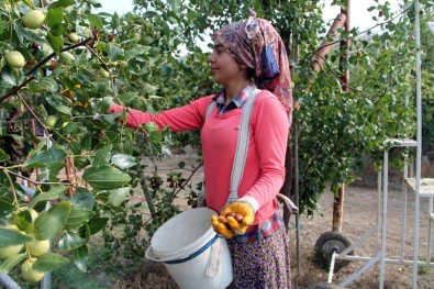 Ölümsüzlük Meyvesi Hünnabın Faydaları Saymakla Bitmiyor