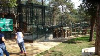 DEPREM PANİĞİ - (Özel) Hayvanat Bahçesinde Depremi Yaşayan Hayvanların Paniği Güvenlik Kamerasında