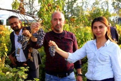 Erzincan'da Üzümüyle Meşhur İlçede Bağbozumu Yapıldı
