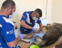 FATİH ÇİFTÇİ - Hakkari Veteriner Ekipleri Can Kurtardı