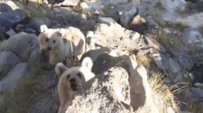 Karınları Acıkan Nemrut'un Minik Ayıları Piknikçilerin Sofrasına Konuk Oluyor