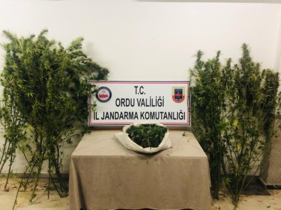 Ordu'da Kenevir Ve Esrar Operasyonu