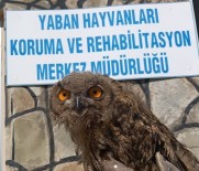 VAN YÜZÜNCÜ YıL ÜNIVERSITESI - Yaralı Kuşlar Tedavi Altına Alındı