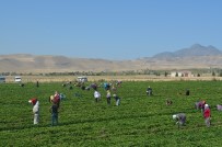 Develi'de Çilek Fideleri Stilleniyor