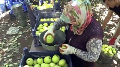 'Geyve Ayvası' Çiftçinin Yüzünü Güldürdü