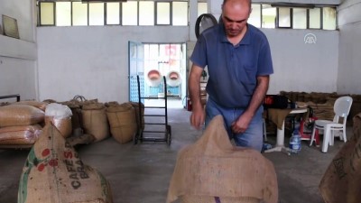 Kendir Çuvalda Tatlanan Leblebi İhracatın Gözdesi