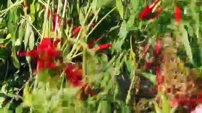 'Minik Çiftçiler' Ektiklerini Biçti