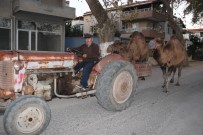 DEVE GÜREŞLERİ - (Özel) Develer Traktör İle Antrenman Yapıyor