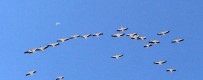 MORITANYA - Pelikanlar Göç Yolunda