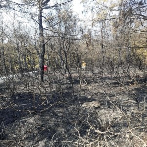 Aliağa'da Çıkan Orman Yangını 2 Saatte Söndürüldü