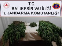 ALTıNOLUK - Balıkesir'de Jandarmadan Uyuşturucu Operasyonu