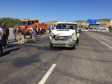 Bingöl'de Aracın Çarptığı 2 Eşek Telef Oldu