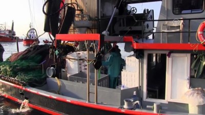 Didim'de Balık Bereketi