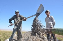YOĞUN MESAİ - Elbistan'da 'Siyah Altın' Hasadı Başladı