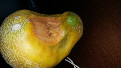 Kavunun Görüntüsü Görenleri Şaşırttı