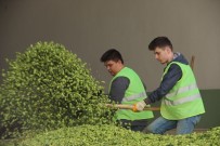 KOOPERATIF - (Özel) Bu Ot Şifa Dağıtıyor