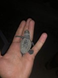 CARETTA CARETTA - Sahilde Birdenbire Ortaya Çıkan Yavru Caretta Carettalar Şaşırttı