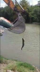 Tuttuğu Balığı Kepçe İle Sudan Çıkarttı