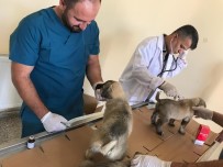 FATİH ÇİFTÇİ - Yavru Köpekler Sağlık Taramasından Geçirildi