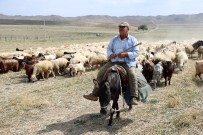 4 Bin Lira Maaşla Çalıştıracak Çoban Bulamıyorlar Haberi