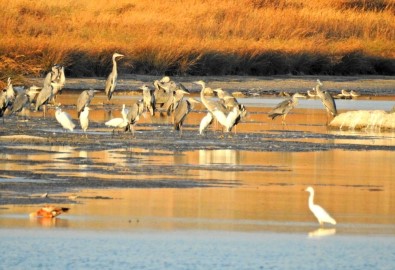 Alaçatı Azmak Kuş Rotası İlk Kez Uluslararası Kayıtlara Girecek