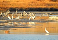DOĞAL HAYATı KORUMA VAKFı - Alaçatı Azmak Kuş Rotası İlk Kez Uluslararası Kayıtlara Girecek